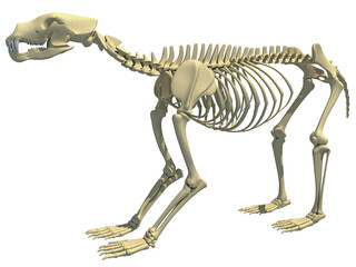 Bear Skeleton animal anatomy 3D rendering © 3D Horse