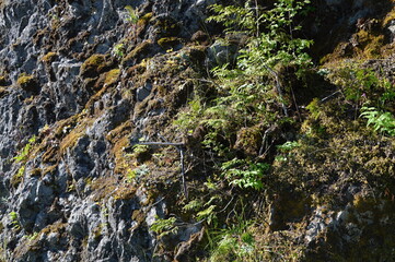 Landscape at Hurricane Ridge in Olympic National Park, Washington