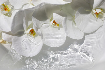 White orchids in water. Zen, spa, relaxation concept