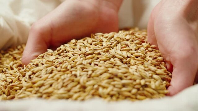 Dry golden barley malt close-up. Craft beer production. Ripe wheat grains texture. Brewery concept. Harvesting and farming, grocery. 