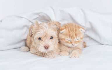 Young Goldust Yorkshire terrier puppy and sleepy kitten lying together under warm white blanket on a bed at home