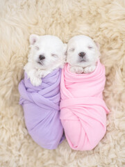 Two tiny newborn white lapdog puppies wrapped like a babies sleep on a fur bed. Top down view