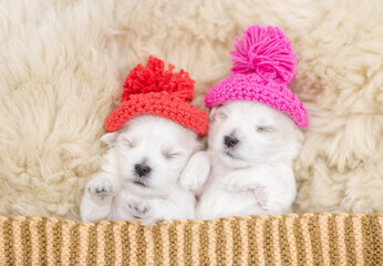 Two tiny white lapdog puppies wearing warm hats sleeps under warm blanket on a bed at home. Top...