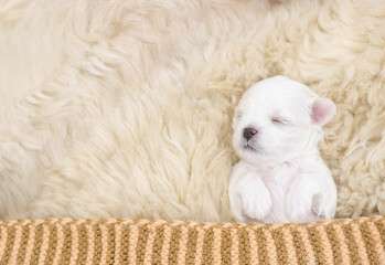 Tiny white lapdog puppy sleeps under warm blanket on a bed at home. Top down view. Empty space for...