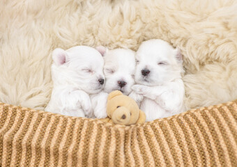 Tiny white lapdog puppies sleep under white blanket on a bed at home with favorite toy bear. Top...