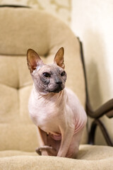 Beautiful Sphinx cat of cream solid is sitting on a sofa.