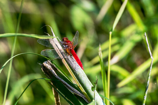 Feuerlibelle  Crocothemis erythraea