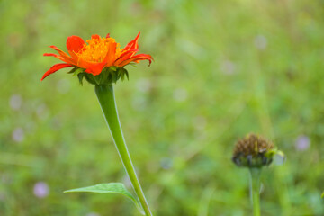 field pink and orange zinnias blooming in a Thai public park and background soft blur 
