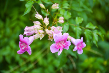 Obraz na płótnie Canvas pink flowers small blooming in garden Thailand