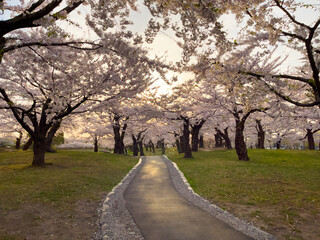 The road in the cherry blossoms
