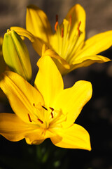 Yellow lilies blooming in the garden. Flowers on a dark background.