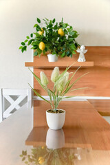 vertical photo of the kitchen interior with potted flowers, close-up