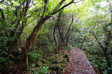 fascinating autumn forest with boardwalk