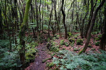 mossy rocks and trees in old forest