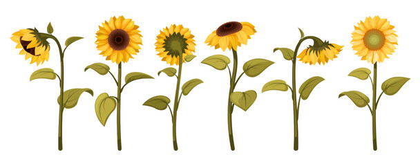 sunflowers. beautiful botanical illustrations with yellow sunflowers. Vector colored floral set of summer flowers