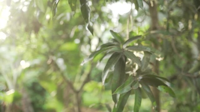 Mango falling from tree | throwing stone at mango | Slow-Motion