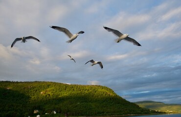 seagull sea bird predator angler fish and shellfish northern europe norway