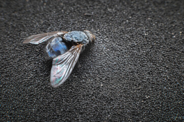 Shiny fly on uneven background. Macro shooting in the studio