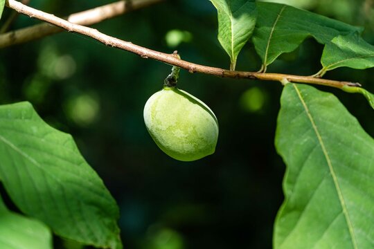 Young spherical green fruit on branch of Asimina triloba or papaya on green blurred background. Selective focus. Close-up. Spring concept of awakening nature. Freshness and beginning of new sweet life