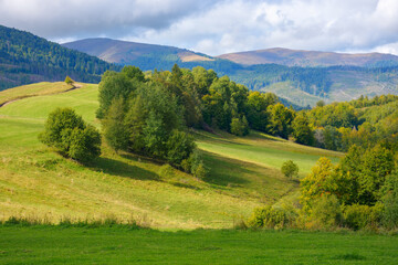 Fototapeta na wymiar carpathian landscape in september. forested hills rolling in to the distant mountain ridge. warm sunny weather with fluffy clouds on the sky in autumn