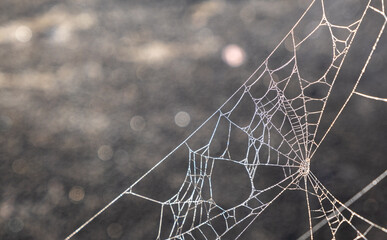 Spider web, spider net and pattern over dark background