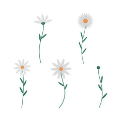 Set of daisies on a white background