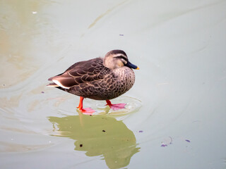 凍った池を歩くカルガモ