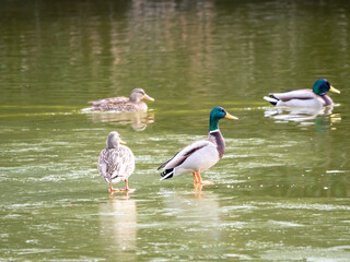 凍った池を歩くマガモ