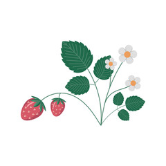 Strawberry bush on a white background