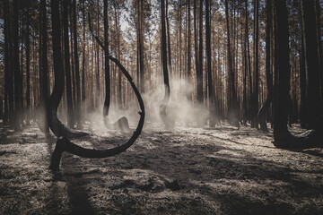 Beautiful "crooked forest" (Poland - Krzywy Las), after a dramatic huge fire. 