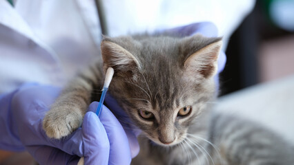 Woman veterinarian doctor examining kitten ears with ear stick