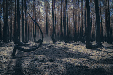 Beautiful "crooked forest" (Poland - Krzywy Las), after a dramatic huge fire. 