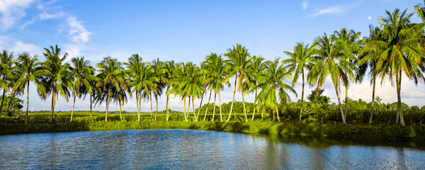 coconut tree on the lake