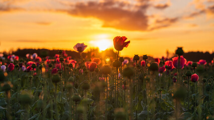 Naklejka na ściany i meble Glowing poppys- fantastic poppy in sunrise background with capsules and blossoms unter a stunning sun, colorful header or banner 