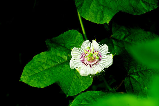 Pointed gourd flower in the field.