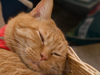 昼寝する茶寅猫の顔