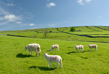 Obraz premium Sheep and lambs in Wharfedale near Grassington, Yorkshire Dales