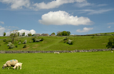 Fototapeta na wymiar Sheep and lambs in Wharfedale near Grassington, Yorkshire Dales