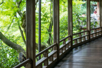 京都 永観堂の美しい回廊と新緑