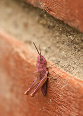Zelenchuk unpaired (Chrysochraon dispar) of a rare pink color sits on a brick wall