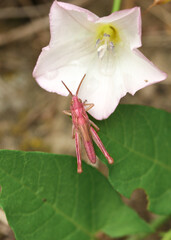 Zelenchuk unpaired (Chrysochraon dispar) of a rare pink color sits on a white flower of a bindweed plant