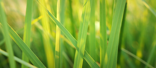 Close up image of green leaf detail. Ecology and nature banner