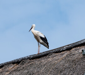 St&ouml;rche,Jungst&ouml;rche