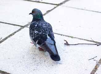 Pigeons walk during the day in the park in the city.