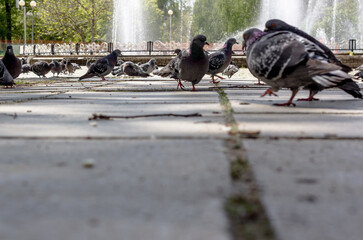 Pigeons walk during the day in the park in the city.