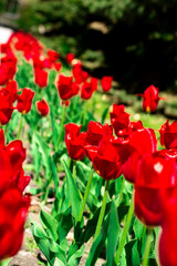 Red tulips grow in the area near the house.