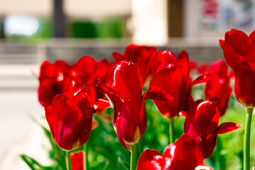 Red tulips grow in the area near the house.