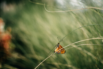 A closeup shot of a beautiful butterfly. Beautiful butterfly on the grass.
