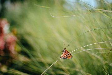 Beautiful isolated butterfly on a blurry green grass background.
