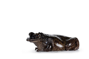 Yucatán Casque-headed Tree Frog aka Triprion petasatus, sitting side ways. Looking side ways showing profile. Isolated on a white background.